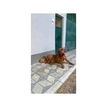 Bordoška Doga štenci