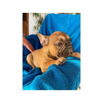 Štenci francuskog buldoga 