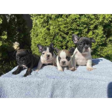 Na prodaju Francuski buldog stenci 