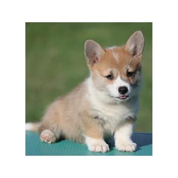 Velski korgi/Welsh Corgi Pembroke