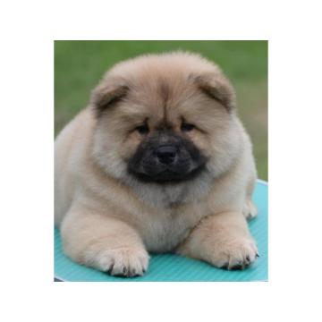 Chow Chow Cau Cau Čau Čau