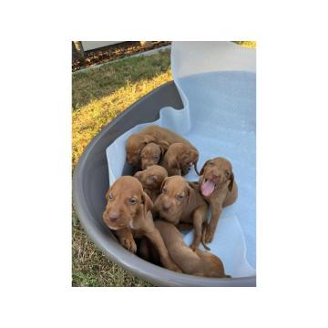 Stenci madjarske vižle