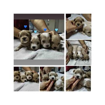 Maltipoo stenci  