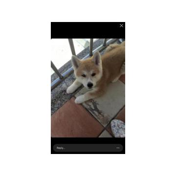 Stenci japanske akite