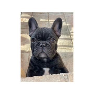 Francuski buldog