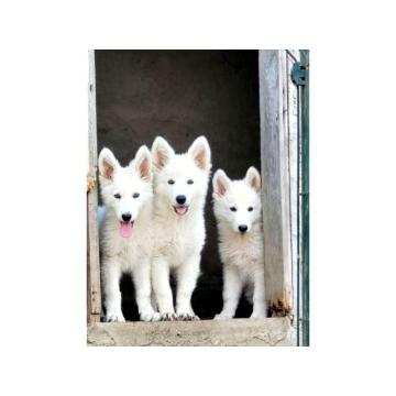 Dugodlaki Švajcarski ovčar, muški štenci