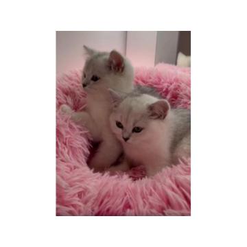 Britaski  vrhunski mačići            