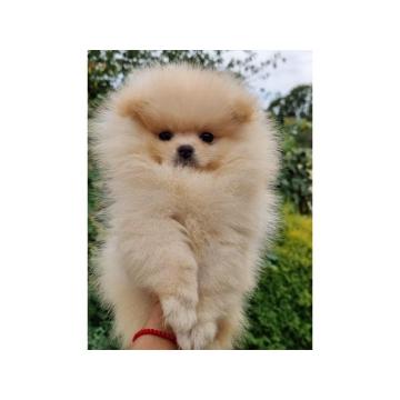 Pomeranac Boo štenci