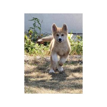 Štenci Japanske Akite  