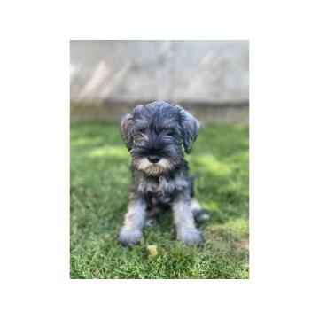 Patuljasti Šnaucer Miniature Schnauzer 