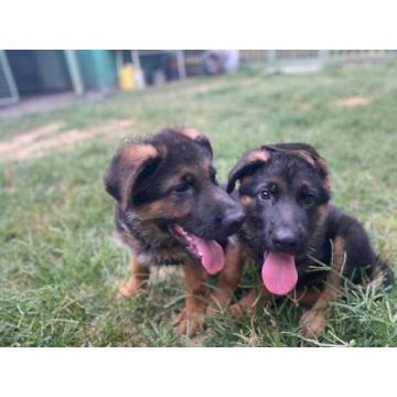 Nemački ovčar, štenci