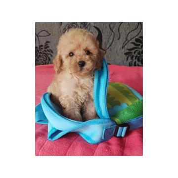 Prodajem stence aprikot  toy PUDLE,  oba pola 