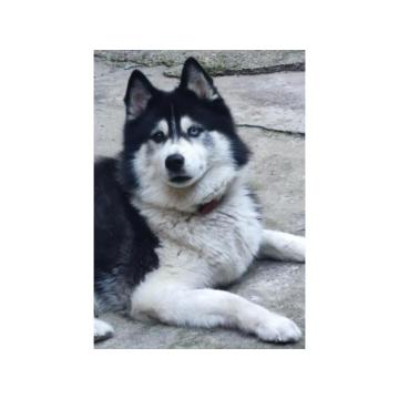 Ovoj ženki haskija tražimo novi dom (porodicu) 