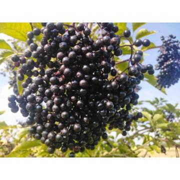 Prodajem grozdove od ZOVE na veliko 70 din/kg  