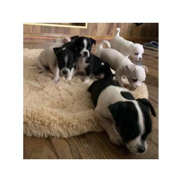 Čivava štenad prelepa  Chihuahua apple head