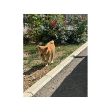 Japanska Akita štenci
