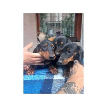 Stenci  jazavicara stari 3 meseca 