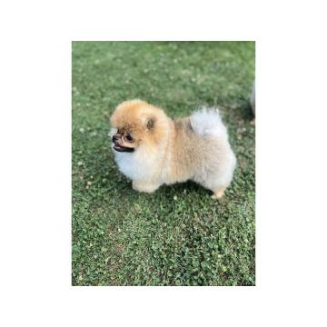 Štenci Pomeranca vrhunskog porekla 