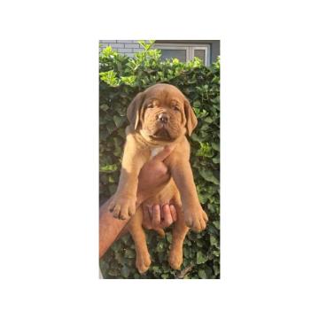 Bordoška doga štenci