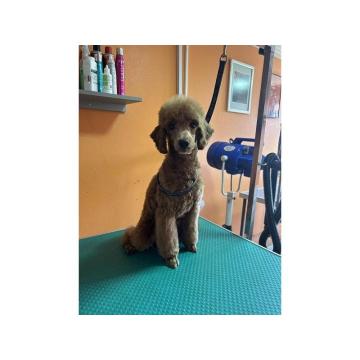 Crvena pudla, muško štene 