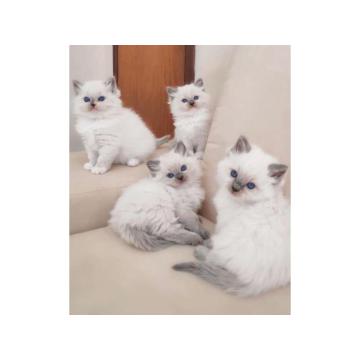 Prelepi ragdoll mačići