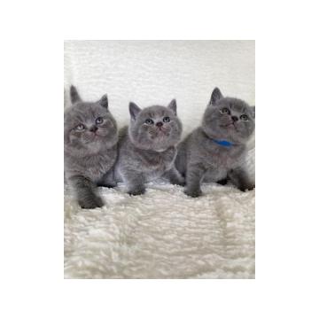 Британски краткодлаки мачићи са педигреом.