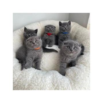 Педигре Сцоттисх Фолд Киттенс.