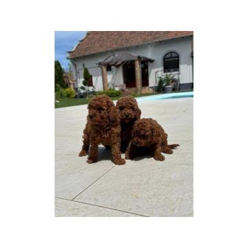 Toy i patuljaste pudle top kvaliteta