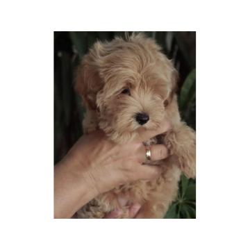 Prelepi štenci Maltipoo spremni su  