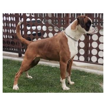 Nemački bokser ženka