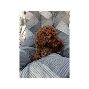 Štenci crvene patuljaste pudle