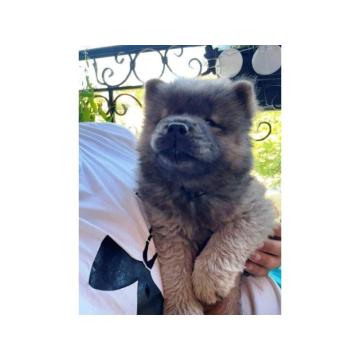 Čau Čau (Chow Chow) plavi štenci