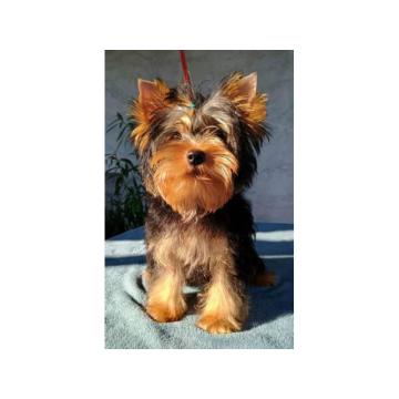 Jorkšir terijer štenci