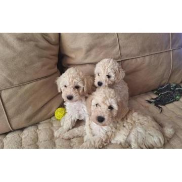 Toy Pudle bele boje  