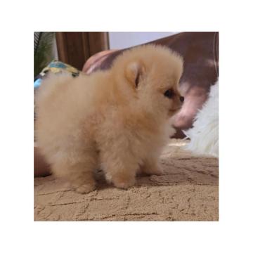 Pomeranac BOO prelepi štenci