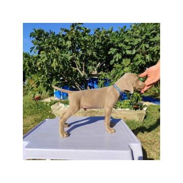 Vajmarski ptičar  čistokrvni štenci 