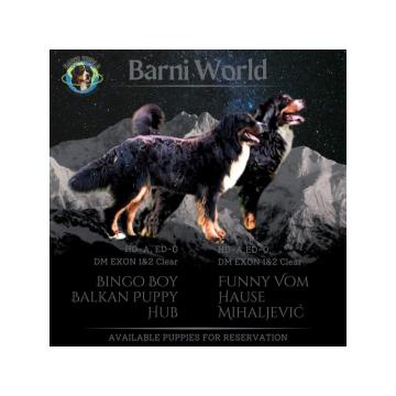 Bernski planinski pas-štenci