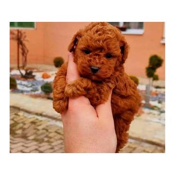 Najlepse bebe teddy bear toy pudle 