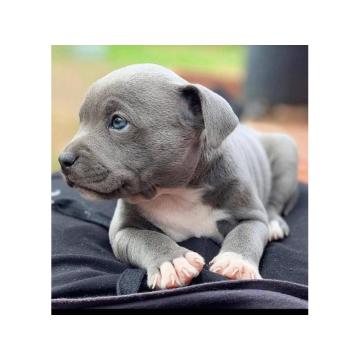 Штенци америчког пит бул теријера.