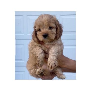 Цоцкапоо штенци су спремни за селекцију