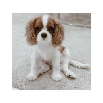 Штенци кавалир Кинг Чарлс шпанијела