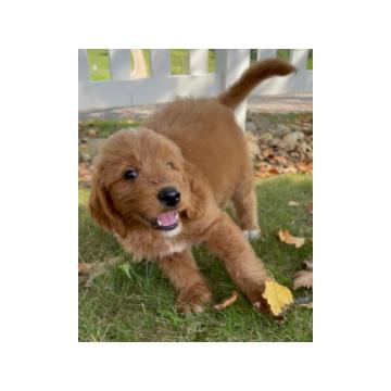 Доодле пуппиес