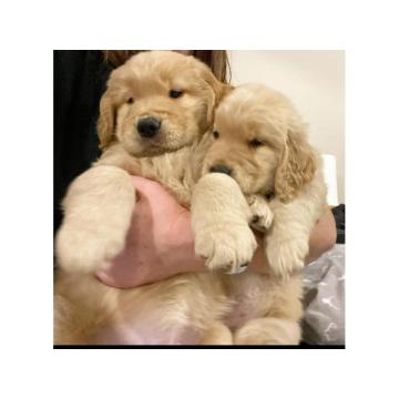 чистокрвни штенад златног ретривера.