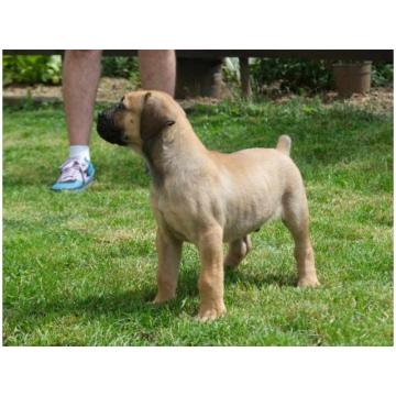Boerboel Južnoafrički mastif stenci