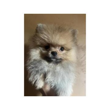 Pomeranac BOO pomeranci