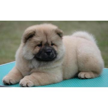 Chow Chow Cau Cau Čau Čau