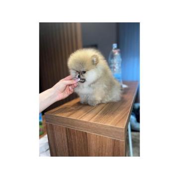 Bebe POMERANCA vrhunske genetike 