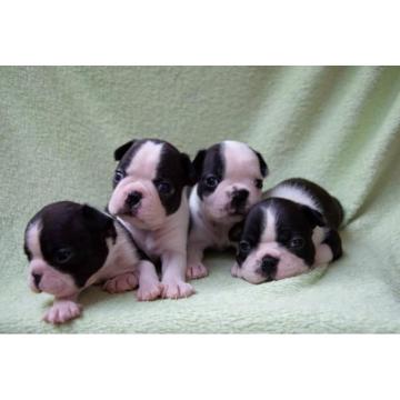 Prodaja BOSTON TERIJERA   