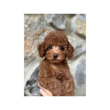 Zenke crvene toy pudle