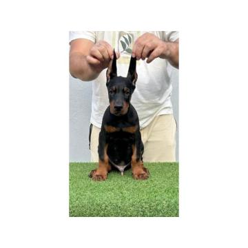 Doberman PRELEPI štenci